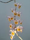 Den. gratiosissimum (Phrao Orchids Nursery) (3)